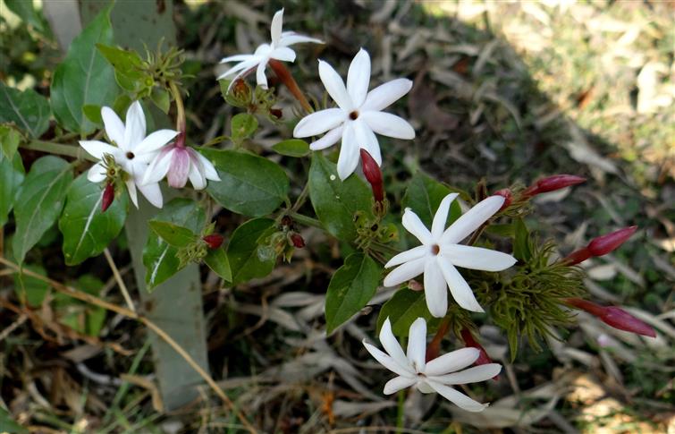 Jasminum multiflorum